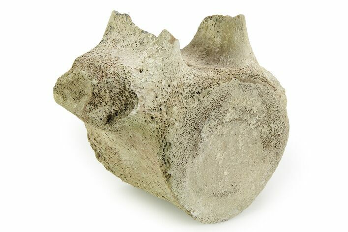 Fossil Whale Thoracic Vertebra - Yorktown Formation #351092